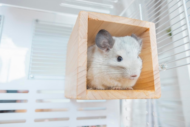 Chinchilla schattig huisdier vacht wit haar pluizig en zwarte ogen close-up dier knaagdier schattig tam oor grijs camera kijken Katachtige zoogdieren zijn pluizig en speels