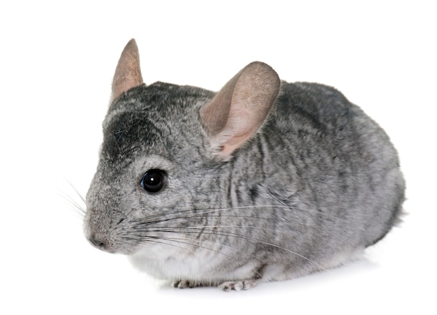 chinchilla in studio