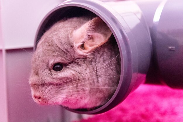 Chinchilla