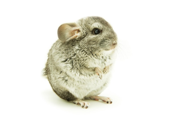 chinchilla