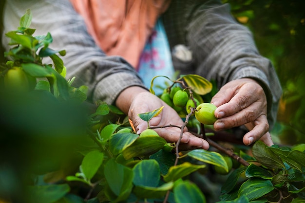 Chinees jujubefruit door boerenhand Verse jujube en jujubeoogst door boer Gia Lai Vietnam