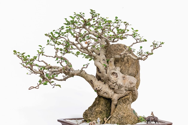 白い背景の上の中国の芸術盆栽