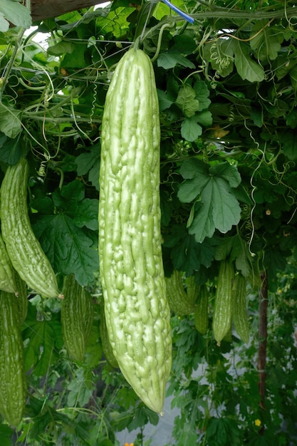 Foto chinese bittere kalebas of bittere komkommer die aan de plant groeit