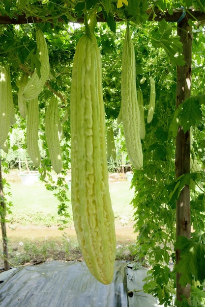 Foto chinese bittere kalebas of bittere komkommer die aan de plant groeit