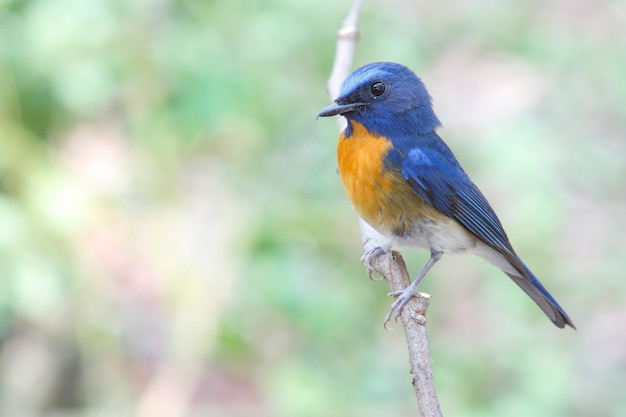 中国の青いヒタキCyornis glaucicomansタイの美しい男性の鳥
