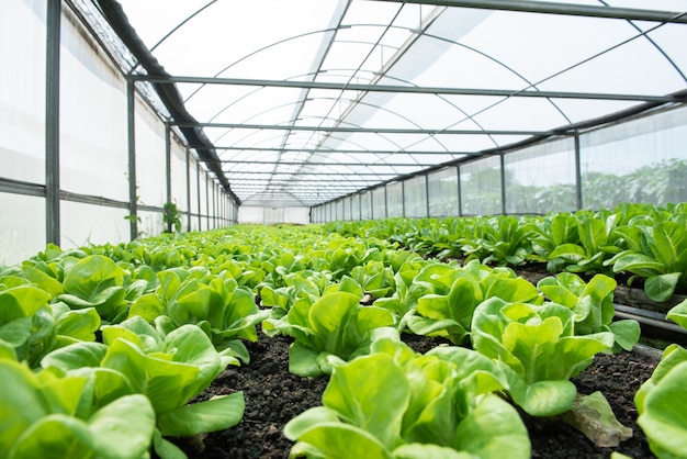 Chinese boerenkool in moestuin