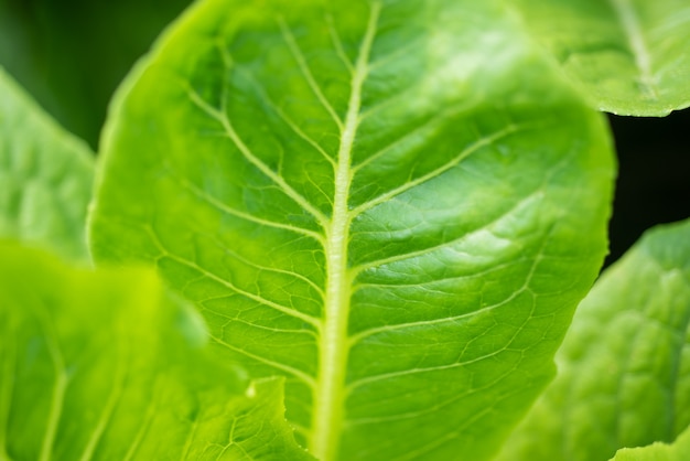 Chinese boerenkool in moestuin