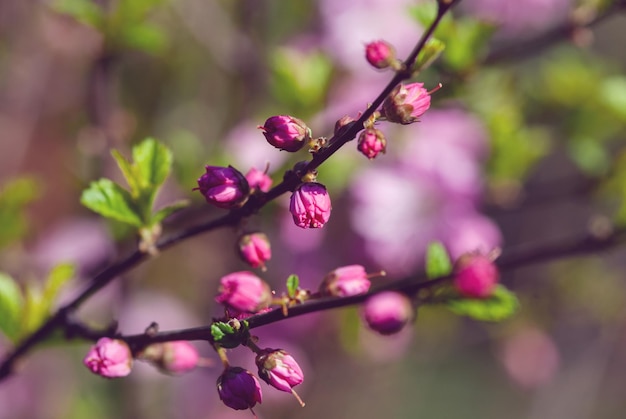 Китайская кустовая вишня Китайская слива Prunus ironulosa цветущая ветвь с цветочными бутонами