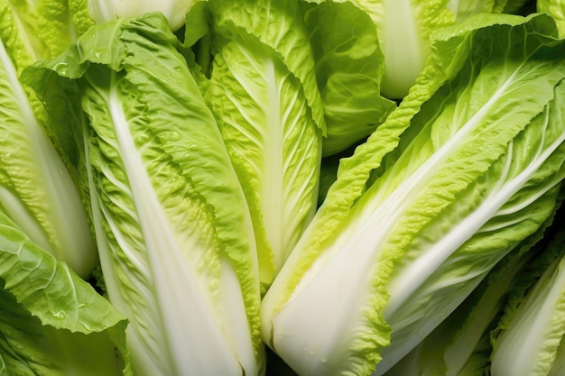 Chinese cabbage as background and texture