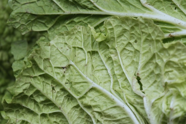 Chinese cabbage on black isolated background