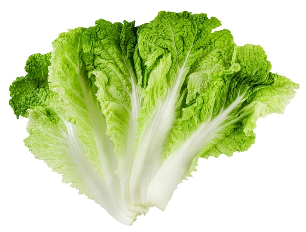 Chinese cabbage leaves on a white background Isolated