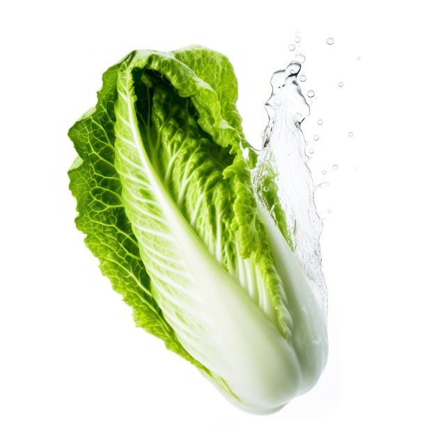 Chinese cabbage vegetables isolated on white background