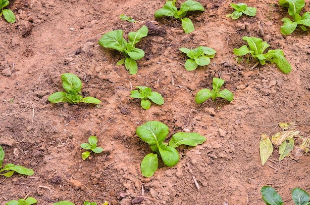 Chinese cabbage vegetables