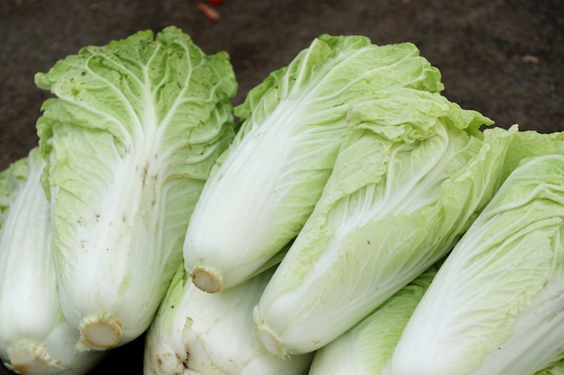 Chinese cabbage 