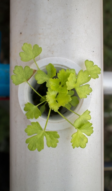 Chinese celery on hydroponics system.