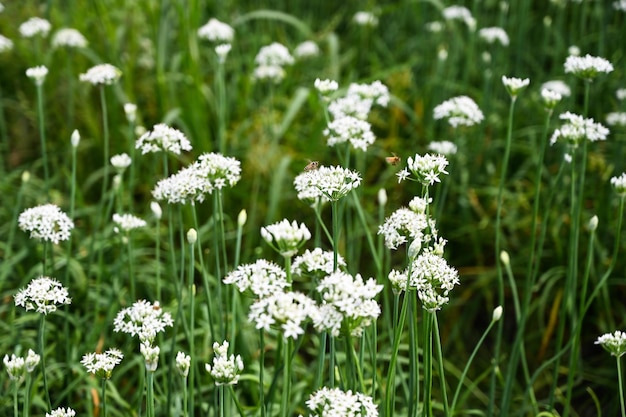 Chinese Chive flower field