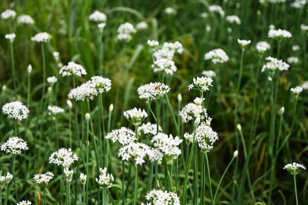 Chinese Chive flower field