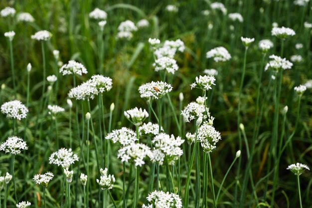 Chinese Chive flower field