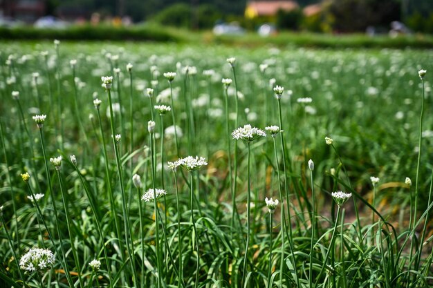 Chinese Chive flower field