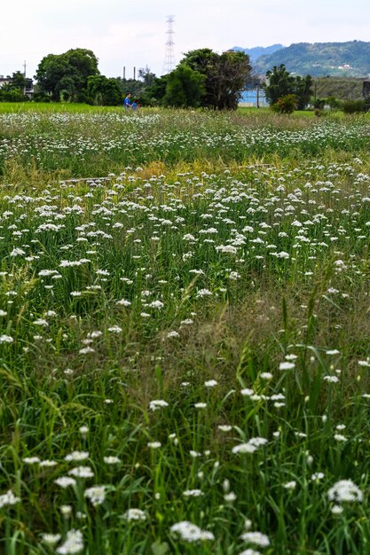 Chinese Chive flower field