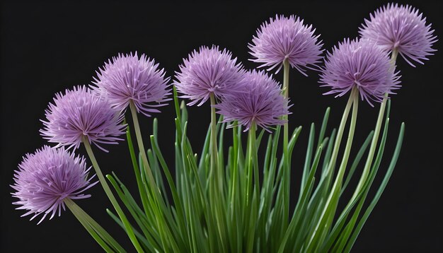 Chinese chives on an isolated black background