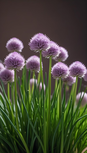 Photo chinese chives