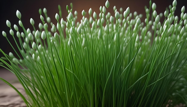 Photo chinese chives