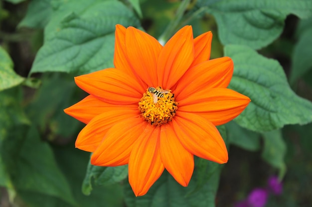 孤立した背景に中国の菊の花が太陽に微笑む