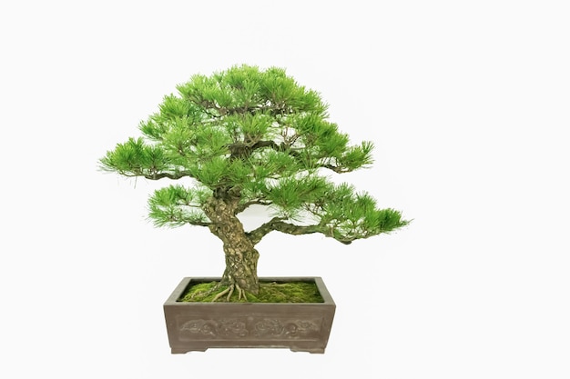 Chinese classical art bonsai against a white background