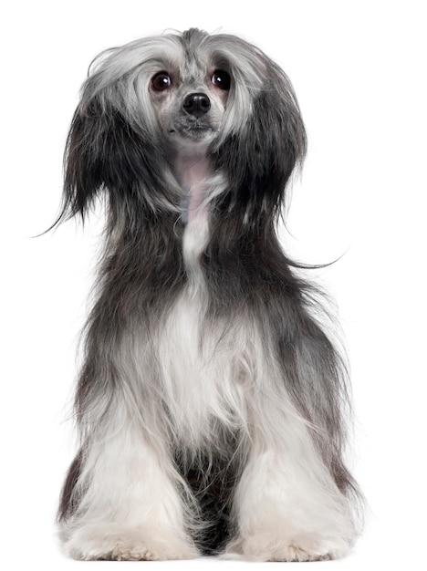 Chinese Crested Dog, 15 months old