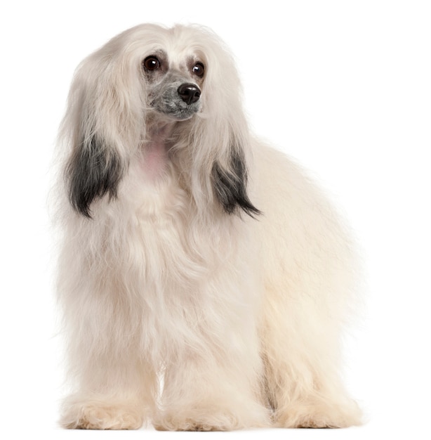 15 개월 된 Chinese Crested Dog,