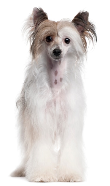 Chinese Crested Dog, 2 years old, standing