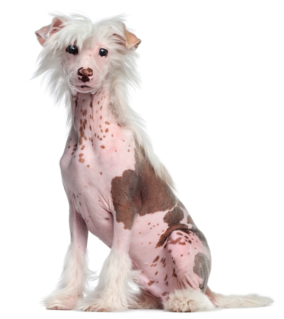 Chinese Crested dog, 4 months old, sitting