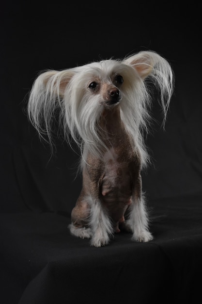 Chinese crested dog on a black background