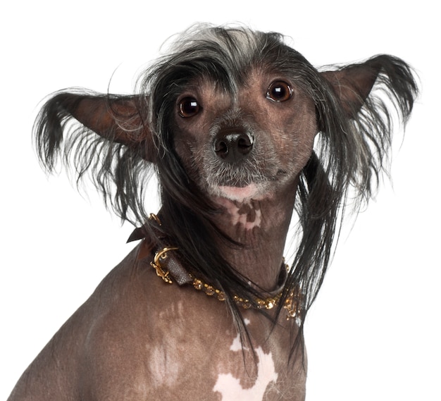 Chinese Crested Dog, die tegen witte achtergrond zit