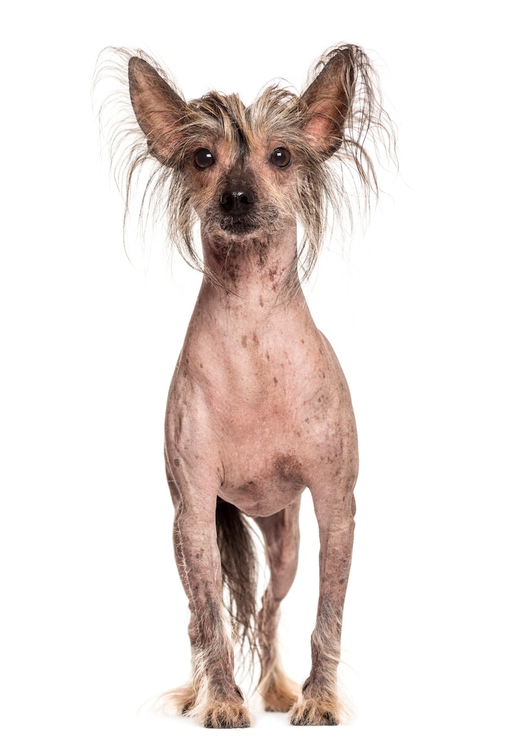 Photo 白い壁の前に中国の紋付き犬