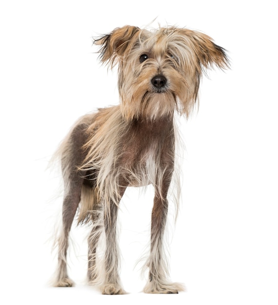 Chinese Crested Dog geïsoleerd op wit