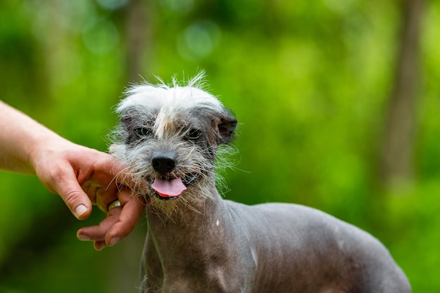 Chinese crested dog on green grass a man's hand stroking a dog
