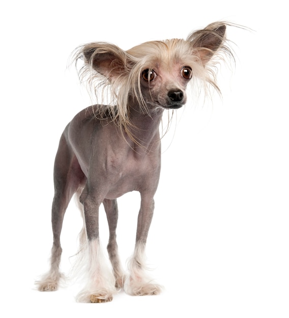 Chinese Crested Dog - Haarloos met 3 jaar oud. Geïsoleerd hondportret