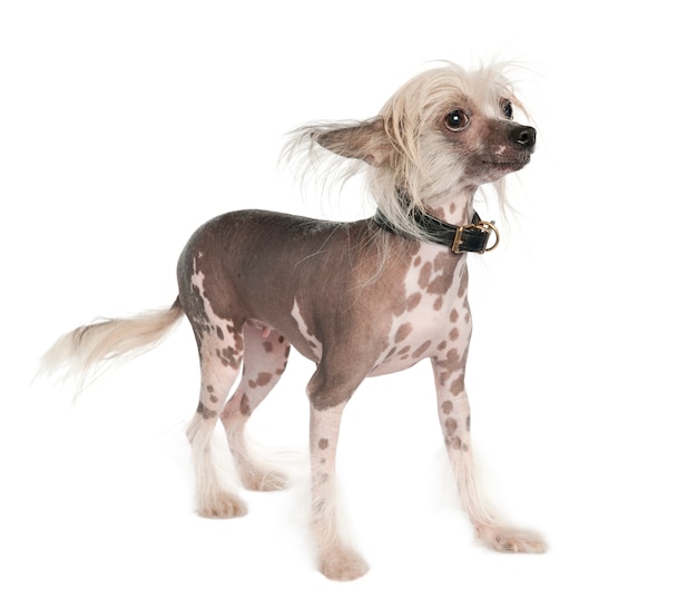 Chinese Crested Dog - Hairless. Dog portrait isolated