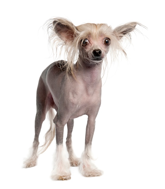 Chinese Crested Dog - Hairless dog portrait isolated