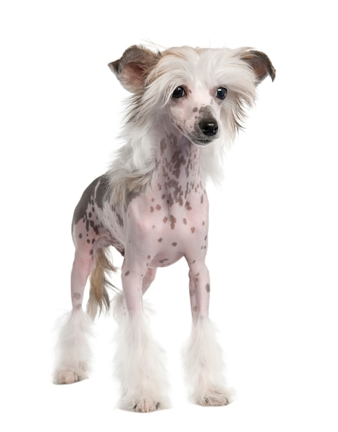 Chinese Crested Dog - Hairless with 3 years old. Dog portrait isolated