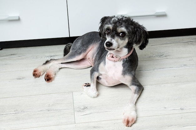 Chinese crested dog is laying on the floor