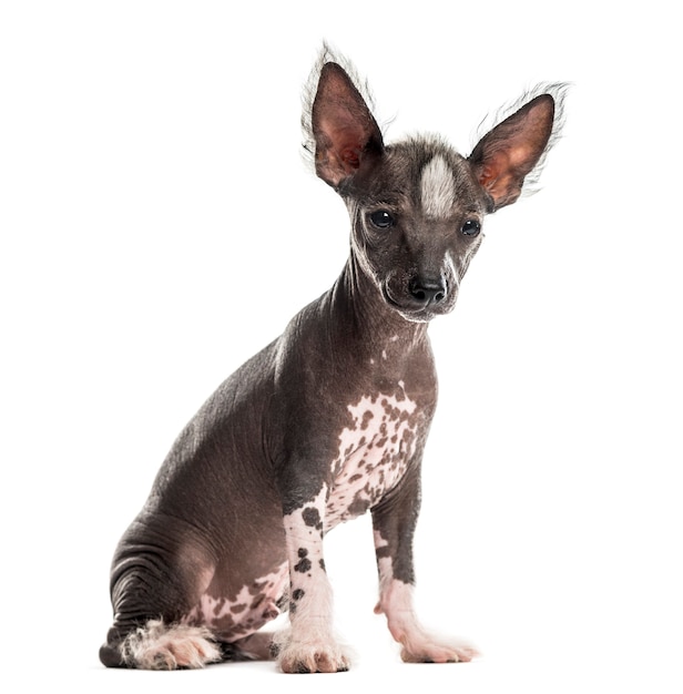 Chinese crested dog puppy sitting in front of a white wall