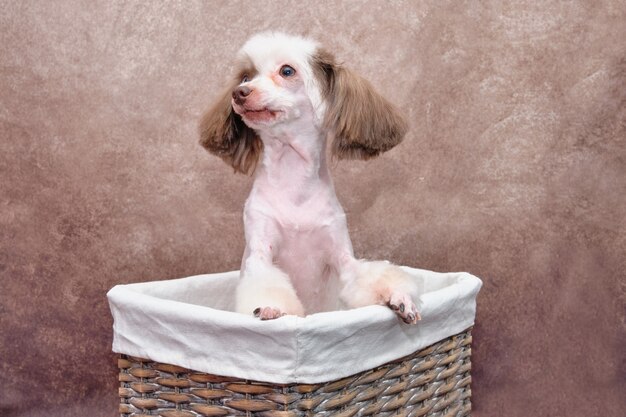 Chinese crested dog sitting in a beautiful rectangular rattan basket and looking away. Vintage.