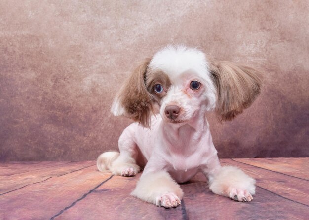 Chinese crested dog on a vintage background after a haircut at a pet salon