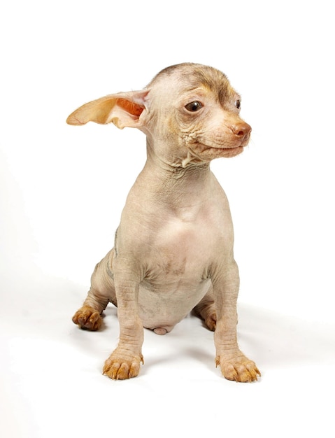 Chinese Crested Dog