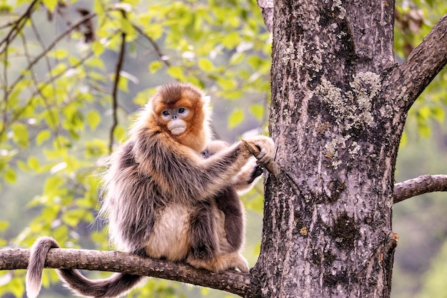 Chinese cute ugly Golden Monkey Snubnosed monkey