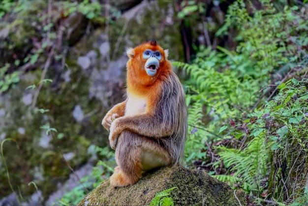 Chinese cute ugly Golden Monkey Snubnosed monkey