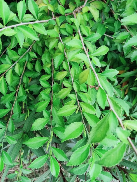 A chinese elm tree with green leaves and the leaves are visible